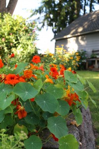 nastursiums