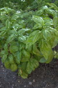 basil