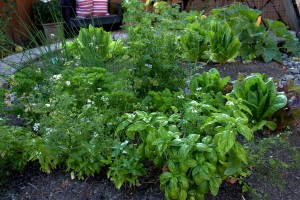 herb garden