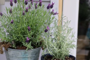 lavender herbs