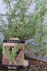 Rosemary herb