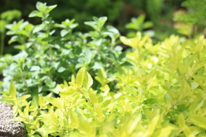 golden oregano herb