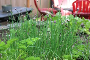 chives herbs