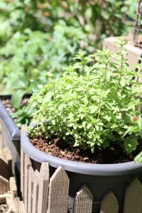 oregano herb